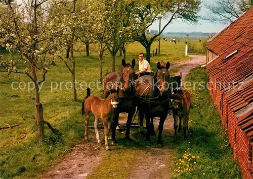 AK / Ansichtskarte Drente Bauernhof Landwirtschaft Pferdekarren Fohlen