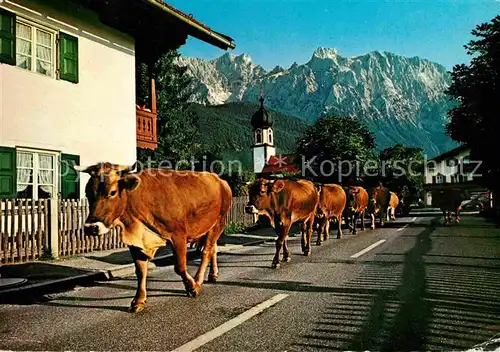 AK / Ansichtskarte Kruen Dorfstrasse gegen Karwendelgebirge Almauftrieb Kuehe Kat. Kruen