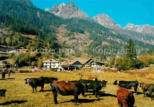 AK / Ansichtskarte Bionaz Frazione Le Balme ed alpeggi Kuehe Alpen