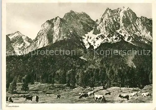 AK / Ansichtskarte Grainau Kuhherde Zugspitze Kat. Grainau