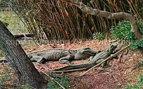 AK / Ansichtskarte Krokodile Alligators Louisiana  Kat. Tiere