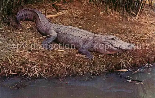 AK / Ansichtskarte Krokodile Lousiana Alligator  Kat. Tiere