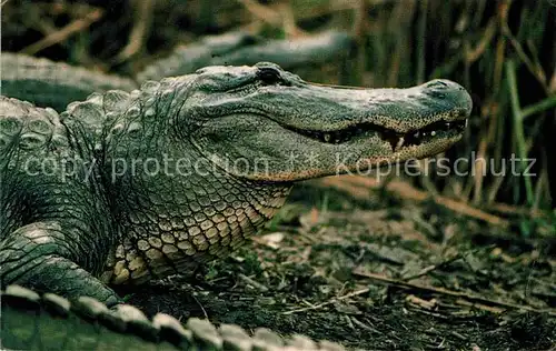AK / Ansichtskarte Krokodile Twelve Foot Bull Alligator Rockefeller Wildlife Refuge Cameron Parish Kat. Tiere