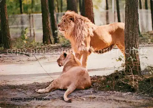 AK / Ansichtskarte Loewe Loewen Safari Tueddern  Kat. Tiere