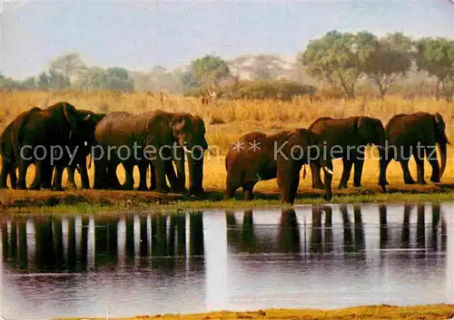 AK / Ansichtskarte Elefant African Elephants  Kat. Tiere