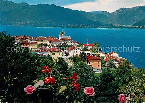 AK / Ansichtskarte Vira Gambarogno Panorama Lago Maggiore Alpen Rosen