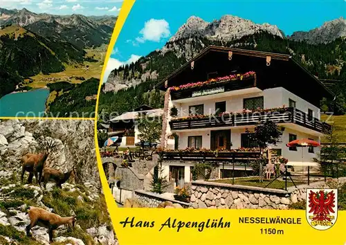 AK / Ansichtskarte Nesselwaengle Tirol Pension Haus Alpengluehn mit Rotflueh Tannheimer Berge Gemsen Kat. Nesselwaengle