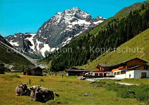 AK / Ansichtskarte Stubaital Alpengasthaus Pinnisalm im Pinnistal Kuehe Blick zum Habicht Stubaier Alpen Kat. Neustift im Stubaital