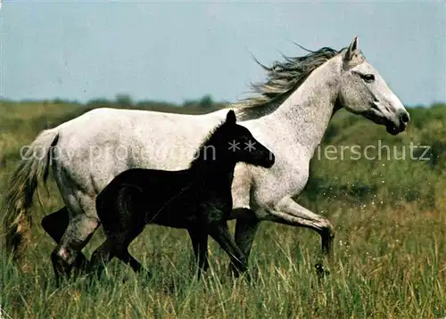AK / Ansichtskarte Pferde Camargue Poulain Horse  Kat. Tiere