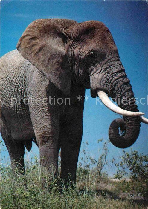 Elefantenwanderung XXL-Ansichtskarte Kenia 