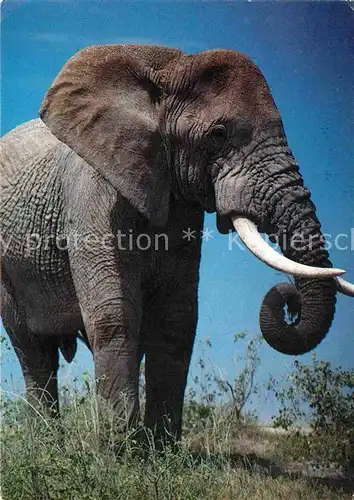 AK / Ansichtskarte Elefant Jambo Kenya  Kat. Tiere
