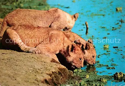 AK / Ansichtskarte Loewe Loewin Africa Lionesses  Kat. Tiere