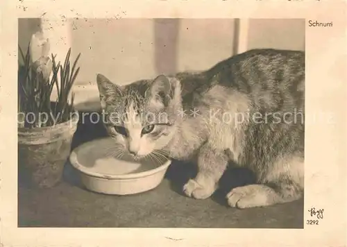 AK / Ansichtskarte Foto Popp Nr. 3292 Katze Schnurri  Kat. Fotografie