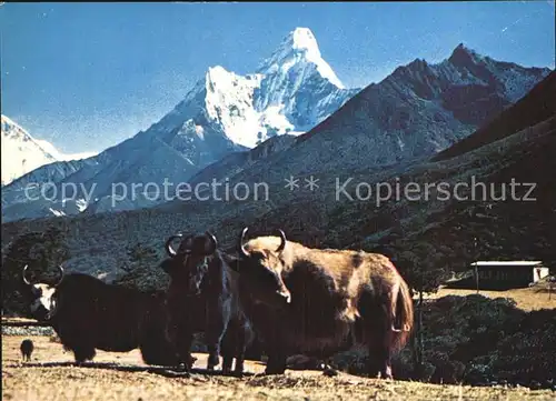 AK / Ansichtskarte Tiere Mt. Amadablam and Yak Nepal  Kat. Tiere