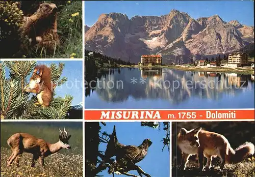 AK / Ansichtskarte Misurina Dolomiten Biber Eichhoernchen Rehbock Auerhahn Fuchs Kat. Italien