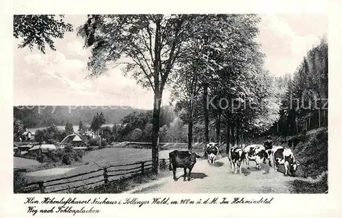 AK / Ansichtskarte Neuhaus Solling Kuhherde Kat. Holzminden