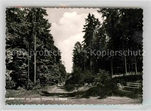 AK / Ansichtskarte Bad Muender Waldweg im Suentel Kat. Bad Muender am Deister