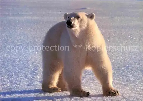 AK / Ansichtskarte Eisbaer Ours Blanc Polar Bear  Kat. Tiere