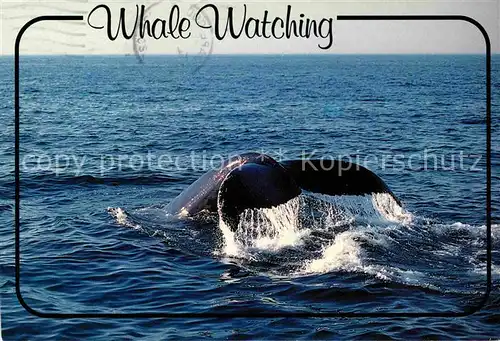 AK / Ansichtskarte Wal Humpback Whale  Kat. Tiere