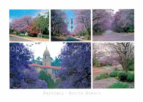 AK / Ansichtskarte Pretoria Farbenpracht Baumbluete Kat. Pretoria