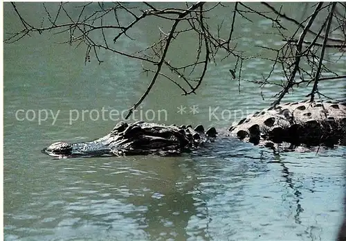 AK / Ansichtskarte Krokodile American Alligator Louisiana Swamp Exhibit  Kat. Tiere