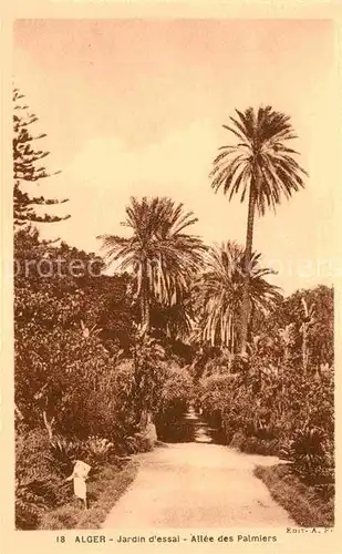 AK / Ansichtskarte Alger Algerien Jardin d essai Allee des Palmiers