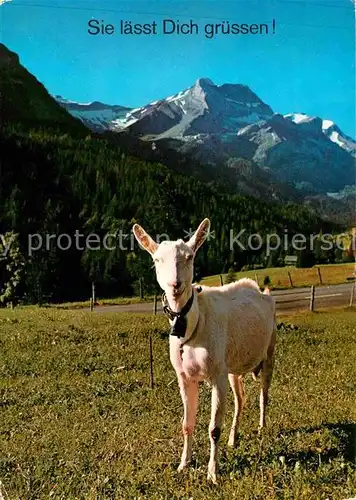 AK / Ansichtskarte Ziege Alpen  Kat. Tiere