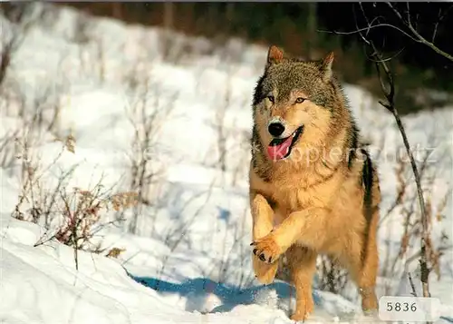 AK / Ansichtskarte Wolf Tiere Canis lupus Loup commun Gray wolf  Kat. Tiere
