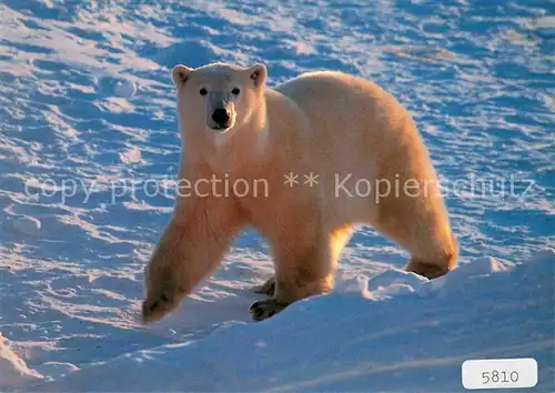 AK / Ansichtskarte Eisbaer Thalarctos maritimus Ours blanc Polar bear  Kat. Tiere