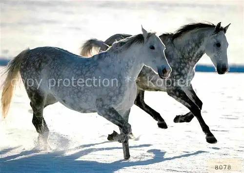 AK / Ansichtskarte Pferde Trakehner  Kat. Tiere