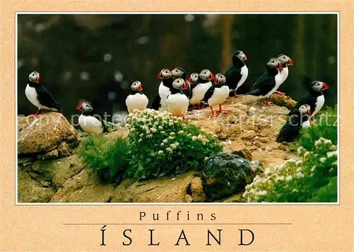 AK / Ansichtskarte Voegel Papageitaucher Island Puffins Kat. Tiere