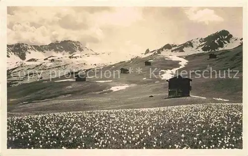 AK / Ansichtskarte Arosa GR Krokuswiese gegen das Hoernli Fruehling in den Alpen Kat. Arosa