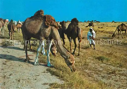 AK / Ansichtskarte Kamele Troupeau de Chameaux Desert Tunisie Kat. Tiere