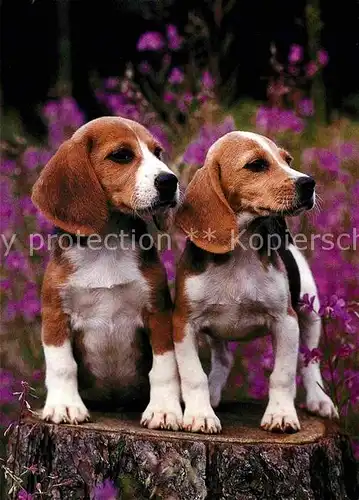 AK / Ansichtskarte Hunde Beagle  Kat. Tiere