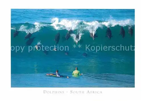 AK / Ansichtskarte Delphine South Africa Bottlenose Dolphins  Kat. Tiere