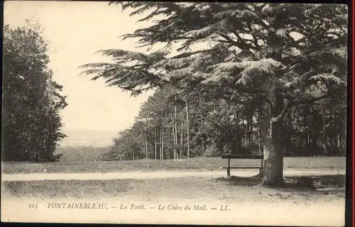 Fontainebleau Foret Cedre Mail x