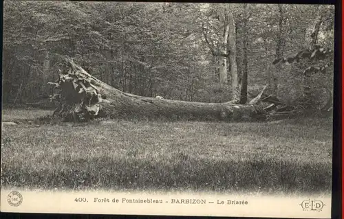 Fontainebleau Foret Barbizon Briaree *