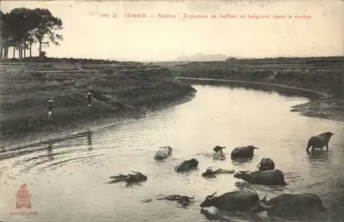 Sontay Tonkin Troupeau buffles baignant dans riviere *
