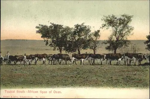 Suedafrika Span of Oxen /  /