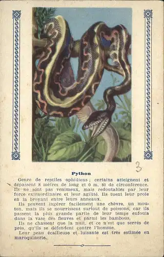 Schlangen Python Kat. Tiere