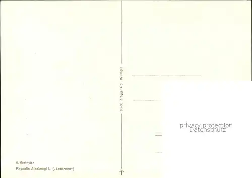 Muntwyler H. Physalis Alkekengi Laternen Kat. Kuenstlerkarte