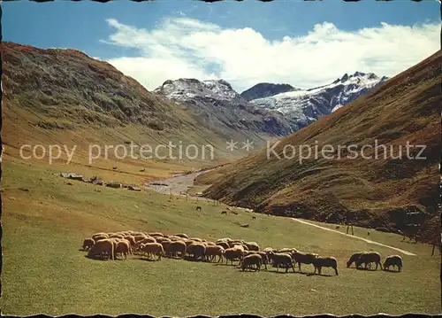 Avers Hoechstgelegenes Dorf Europas Schafherde Kat. Juf