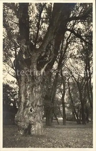 Zuerichhorn Alter Baum Kat. Zuerich