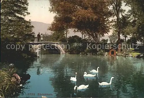 Zuerichhorn Partie am Fluss Schwaene Bruecke Kat. Zuerich