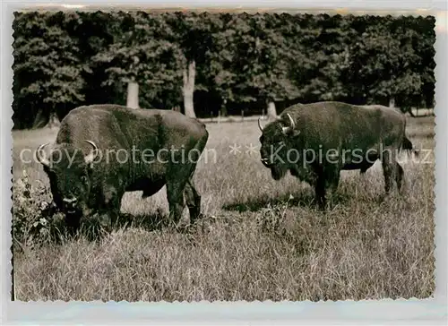 AK / Ansichtskarte Tiere Reinbluetige Wisente Wisentgehege Springe Deister  Kat. Tiere