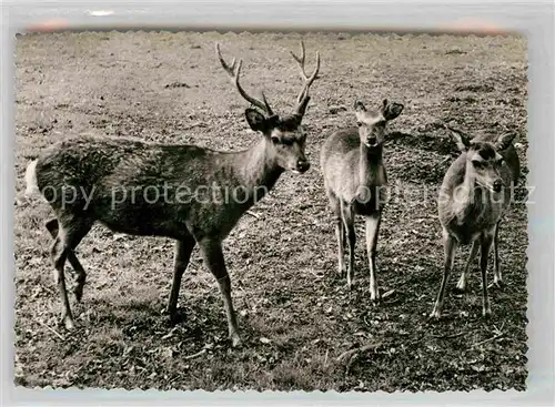 AK / Ansichtskarte Hirsch Sika Wild Wisentgehege  Kat. Tiere