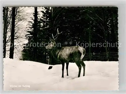 AK / Ansichtskarte Hirsch Winter im Solling Kat. Tiere