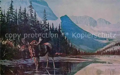 AK / Ansichtskarte Elch Glacier Park Moose L. H. Peters  Kat. Tiere