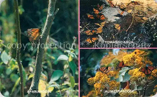 AK / Ansichtskarte Schmetterlinge Mariposa Monarca Michoacan Mexico Tomando Agua Apariandose Kat. Tiere