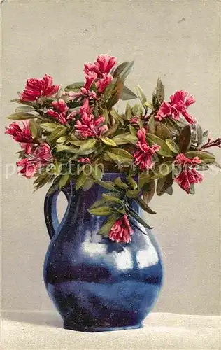 AK / Ansichtskarte Verlag Photochromie Nr. 450 Rhododendron ferrugineum  Kat. Verlage